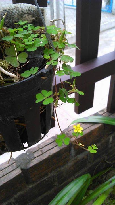 Thao Nguyen Phat Homestay Hoi An Dış mekan fotoğraf