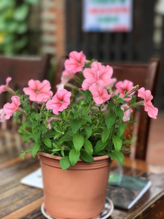 Thao Nguyen Phat Homestay Hoi An Dış mekan fotoğraf