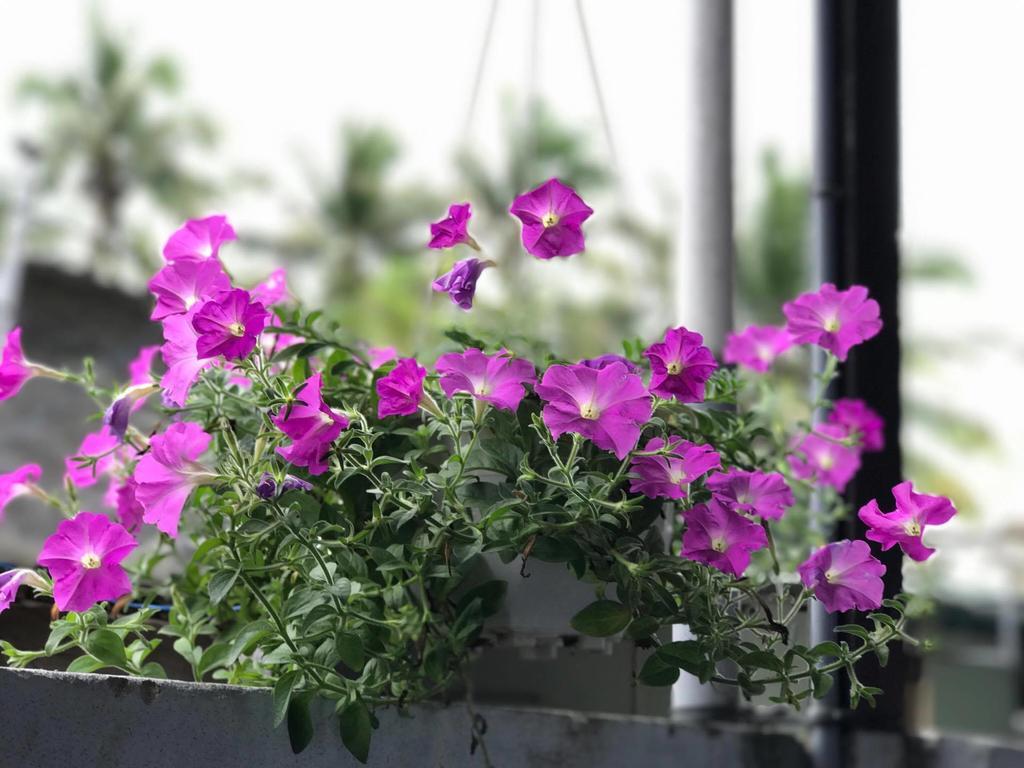 Thao Nguyen Phat Homestay Hoi An Dış mekan fotoğraf